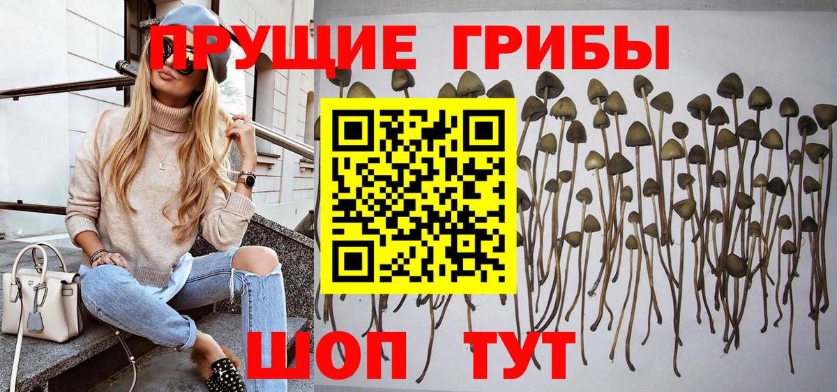 Галлюциногенные грибы прущие грибы  Вход с VPN  Солнечногорск 